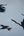 a group of birds flying in the sky