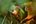 two monkeys on a tree branch