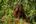 a monkey on a tree branch