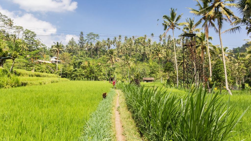 Field by the Telaga Waja river Bali