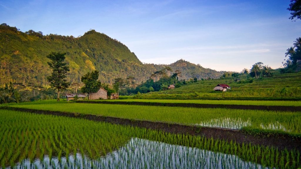 Fields in Sidemen Bali