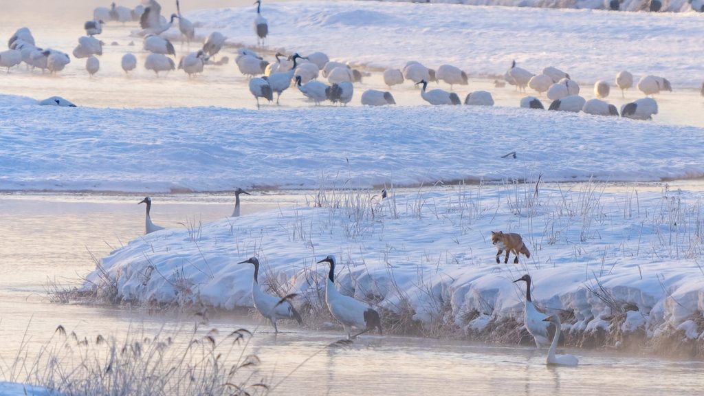 Fox and cranes in the snow Japan