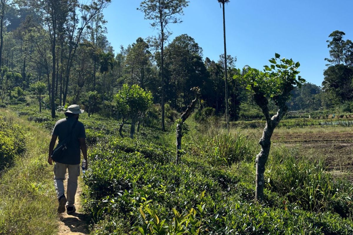 Guide on the Pekoe Trail