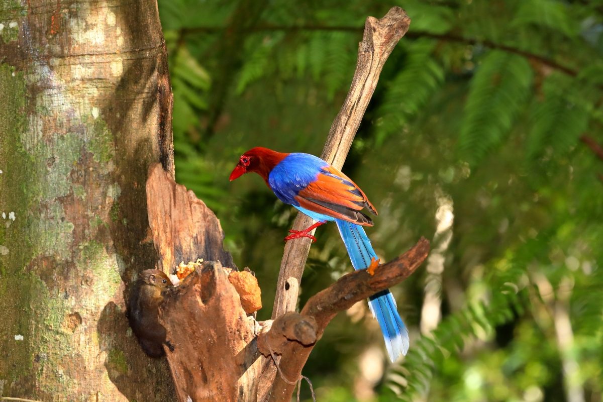 blue magpie in Sinharaja National Park Sri Lanka