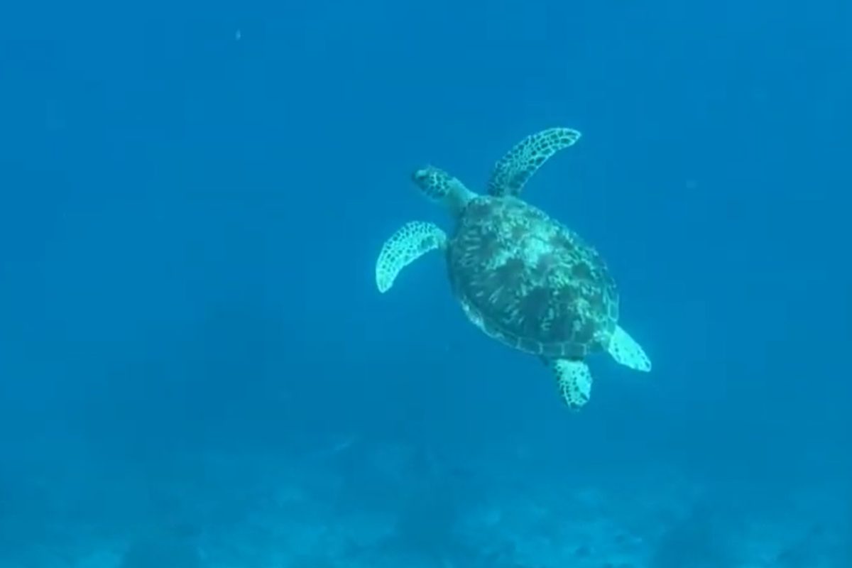 Turtle in Indonesia