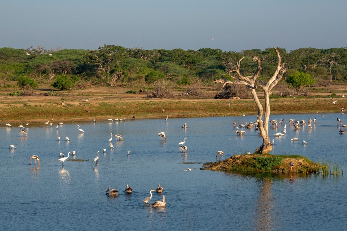 Birds in Bundala National Park