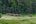 a group of elephants in a field