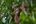 a monkey in a tree