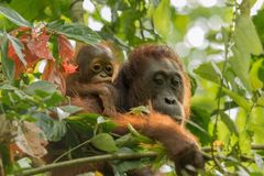 a baby monkey and an orangutan in a tree