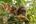 a baby monkey and an orangutan in a tree