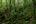 Man trekking in the jungle