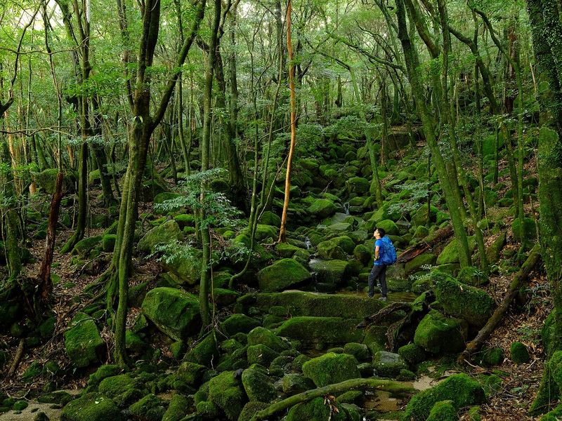 Man trekking in the jungle