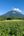 a field of flowers and a mountain