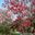 a tree with red and white flowers