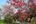 a tree with red and white flowers
