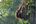 a monkey climbing a tree