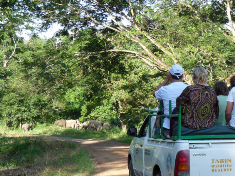 Group spotting elephants in truck