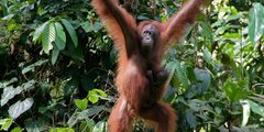 a orangutan from a tree