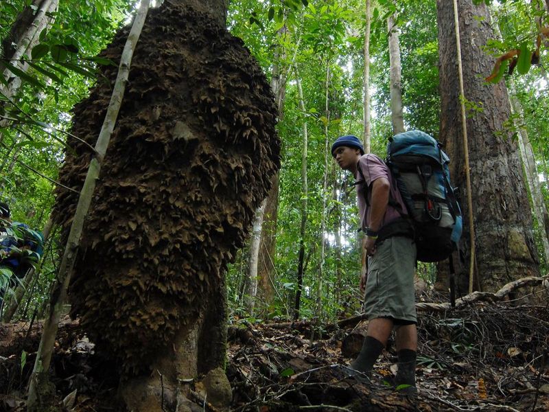 Maliau Basin trek