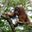 a monkey sitting on a tree branch