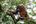 a monkey sitting on a tree branch
