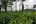 a green field with trees and bushes