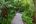a path in a tropical forest