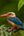 a bird sitting on a branch