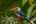 a bird sitting on a branch