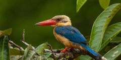 a bird sitting on a branch