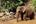 Elephant at Mondulkiri