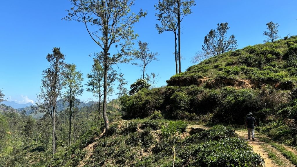 Pekoe trail Sri Lanka path
