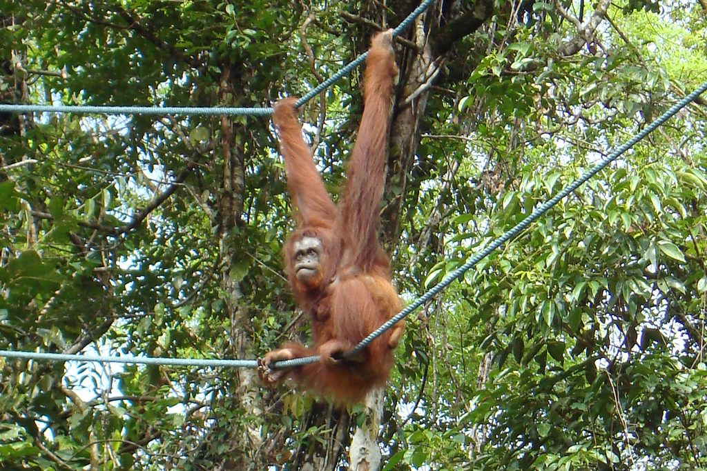 Orangutan Kuching
