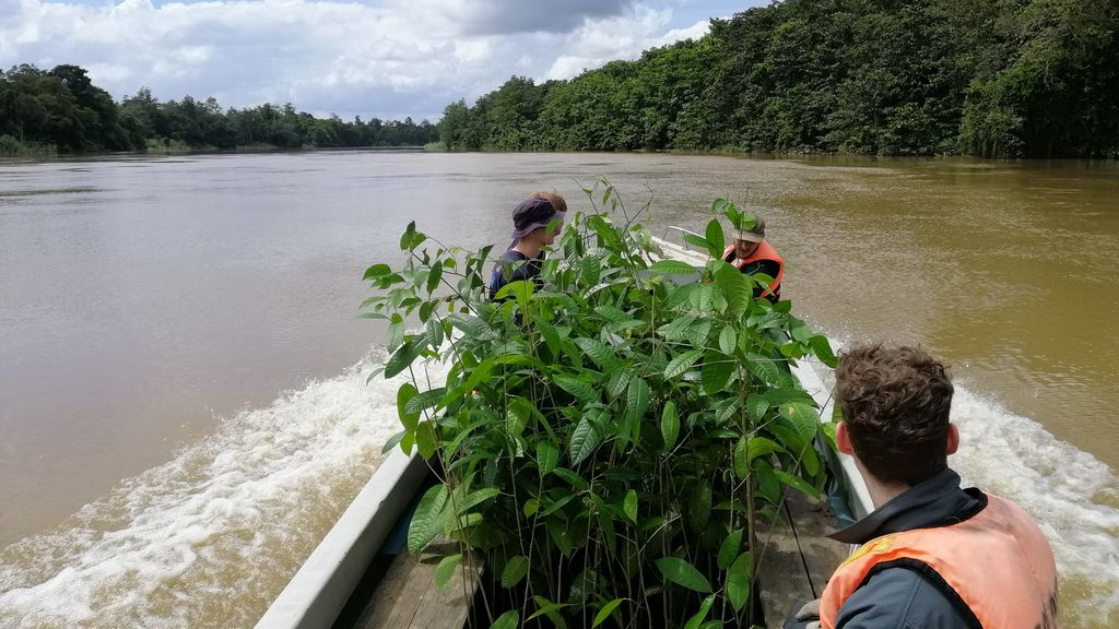 Seedlings being transported by boat