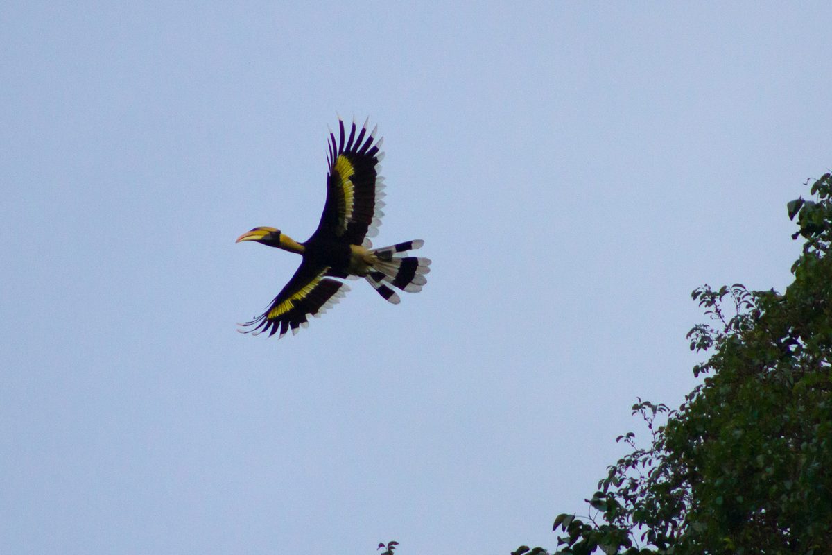 great hornbill in Khao Sok National Park