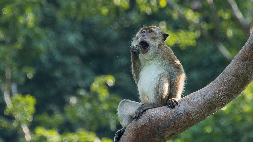 Monkey yawning in a tree