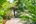 a path with plants and trees