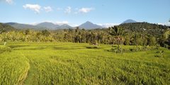 a green field with trees and mountains in the background