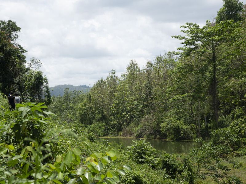 zipline