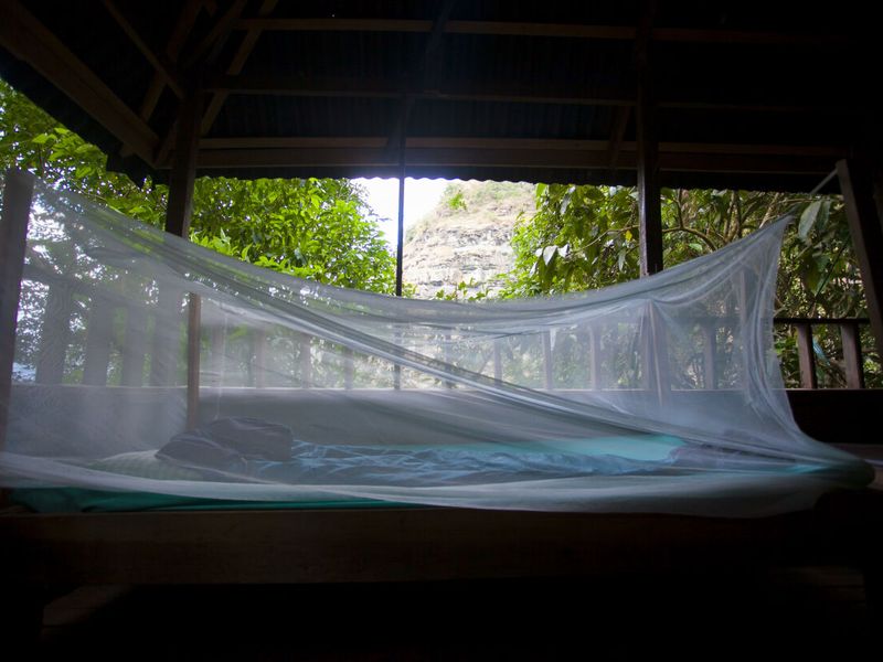 tree house bed