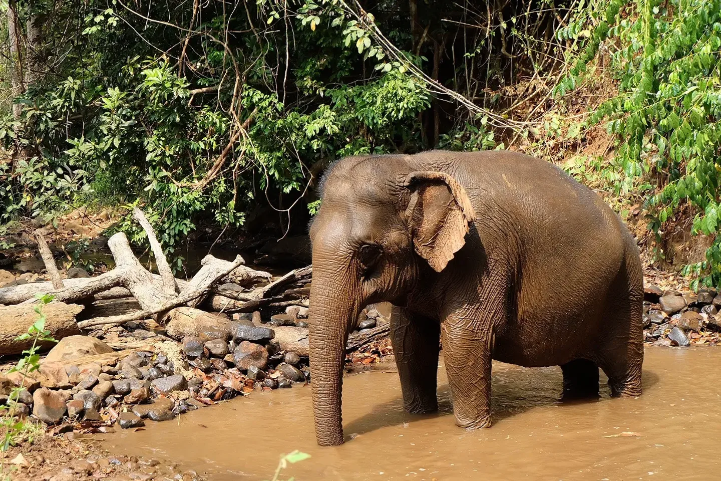 elephant in river