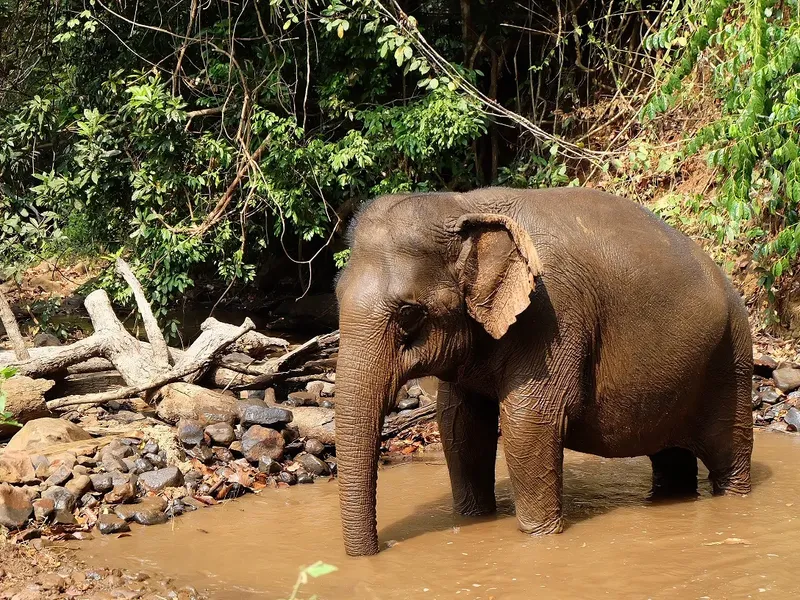Elephant Valley Project, Cambodia