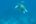 a turtle swimming in the water