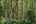 a forest with many trees