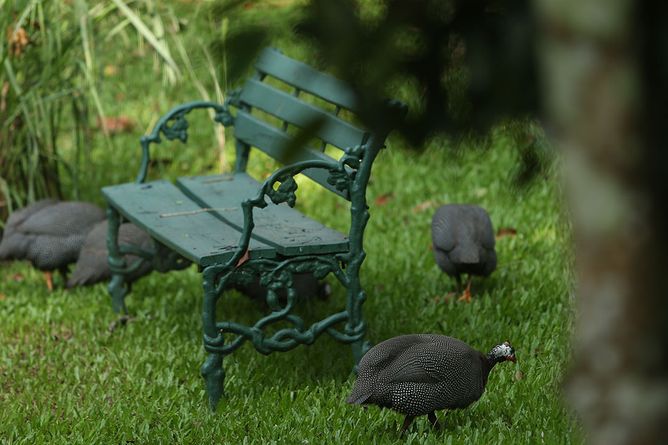 Resident guineafowl!