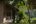 Veranda with green trees at Karnali Lodge