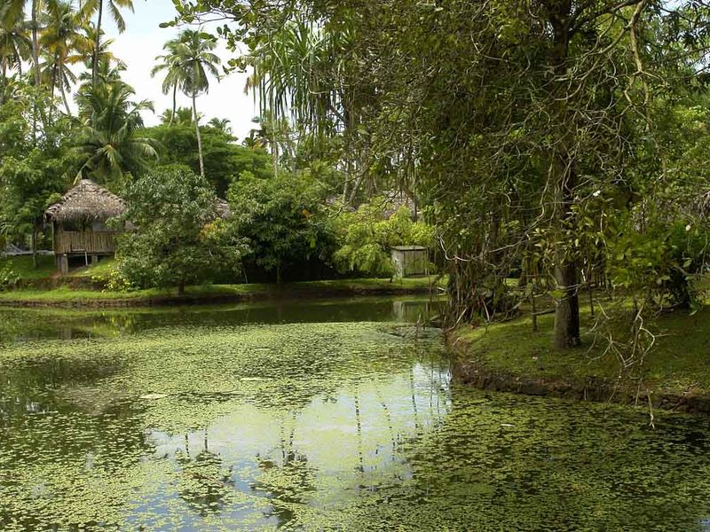 Green pond at Marari Beach Resort