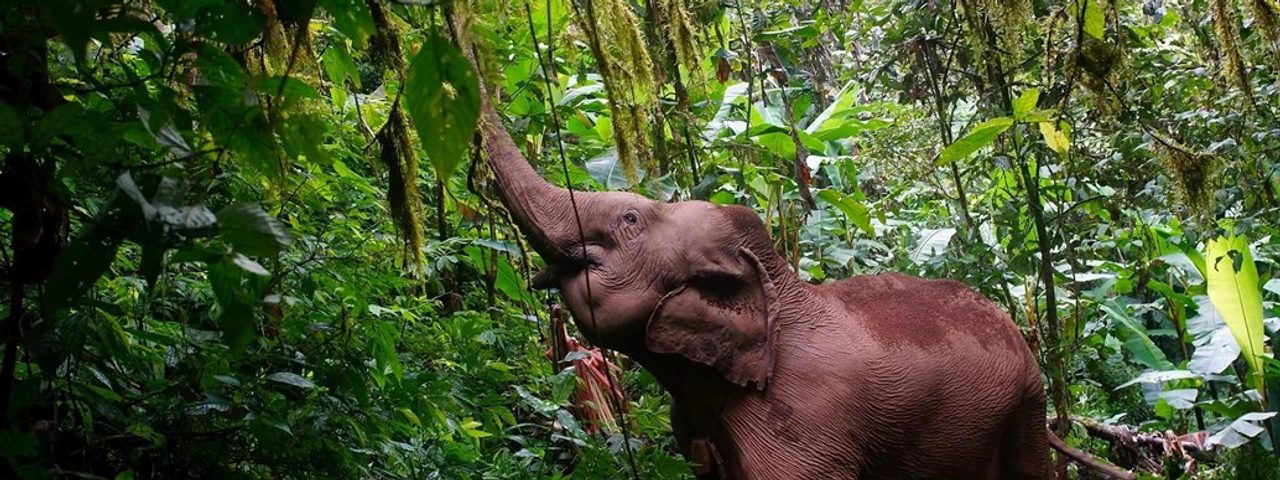elephant at Mahouts Elephant Foundation in Mae Sot Thailand