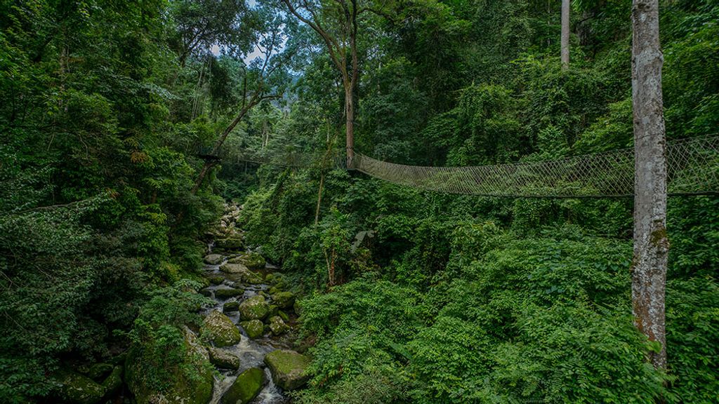 Treetop walkway at Nam Kat Yorla Pa