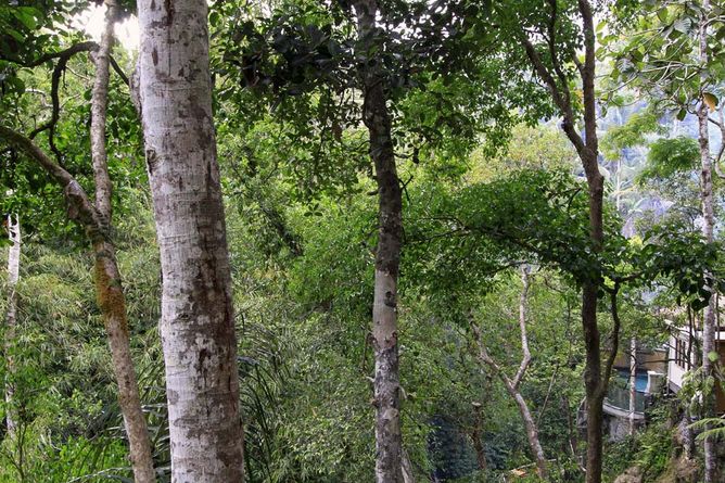 Secluded forest setting